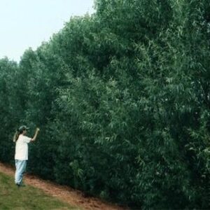 Hybrid Willow 2′-3′ (Bundle of 10)