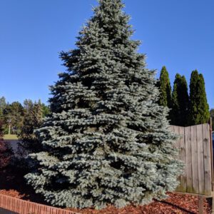 Colorado Blue Spruce 1′-2′ (Bundle of 10)
