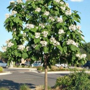 Northern Catalpa Trees 1′-2′ (Bundle of 10)