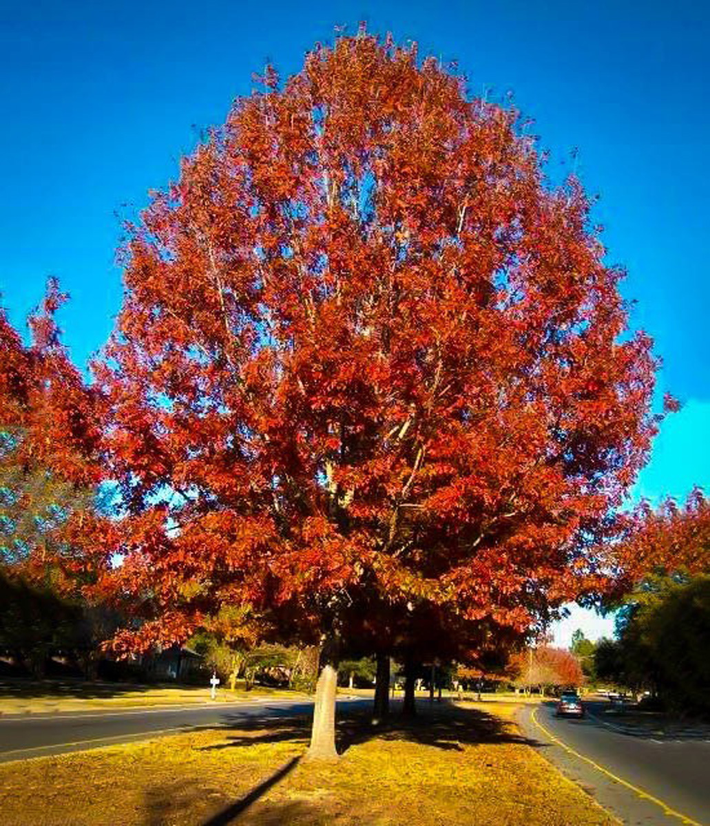 Read more about the article Red Oak Trees