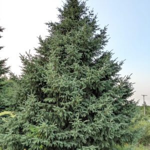 White Spruce 1′-2′ (Bundle of 10)