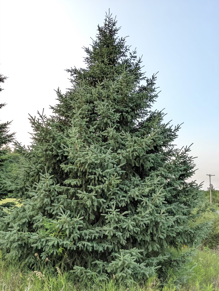 Read more about the article White Spruce Trees