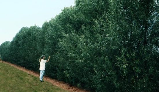 Read more about the article Hybrid Willow Trees