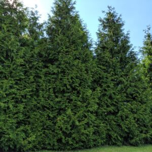 Green Giant 1′-2′ (Bundle of 10)