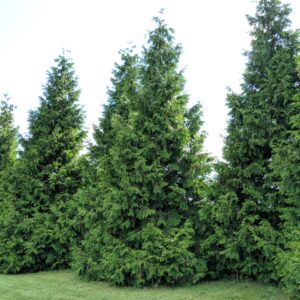 Green Giant 1′-2′ (Bundle of 10)