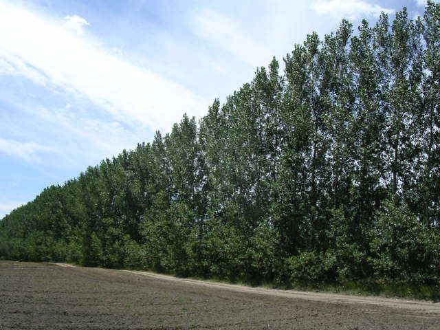 Hybrid Poplar Trees Fast Privacy Trees