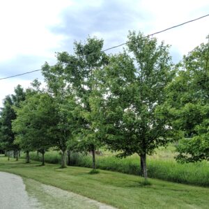 Silver Maple 1-2′ (Bundle of 10)