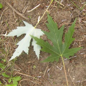 Silver Maple 1-2′ (Bundle of 10)