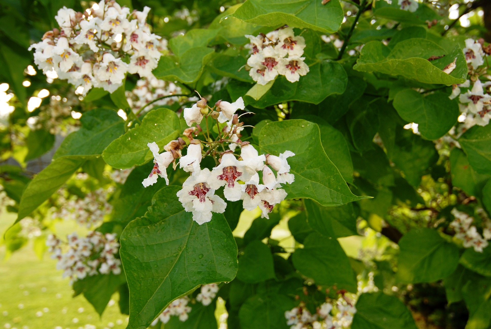 Read more about the article Catalpa Trees