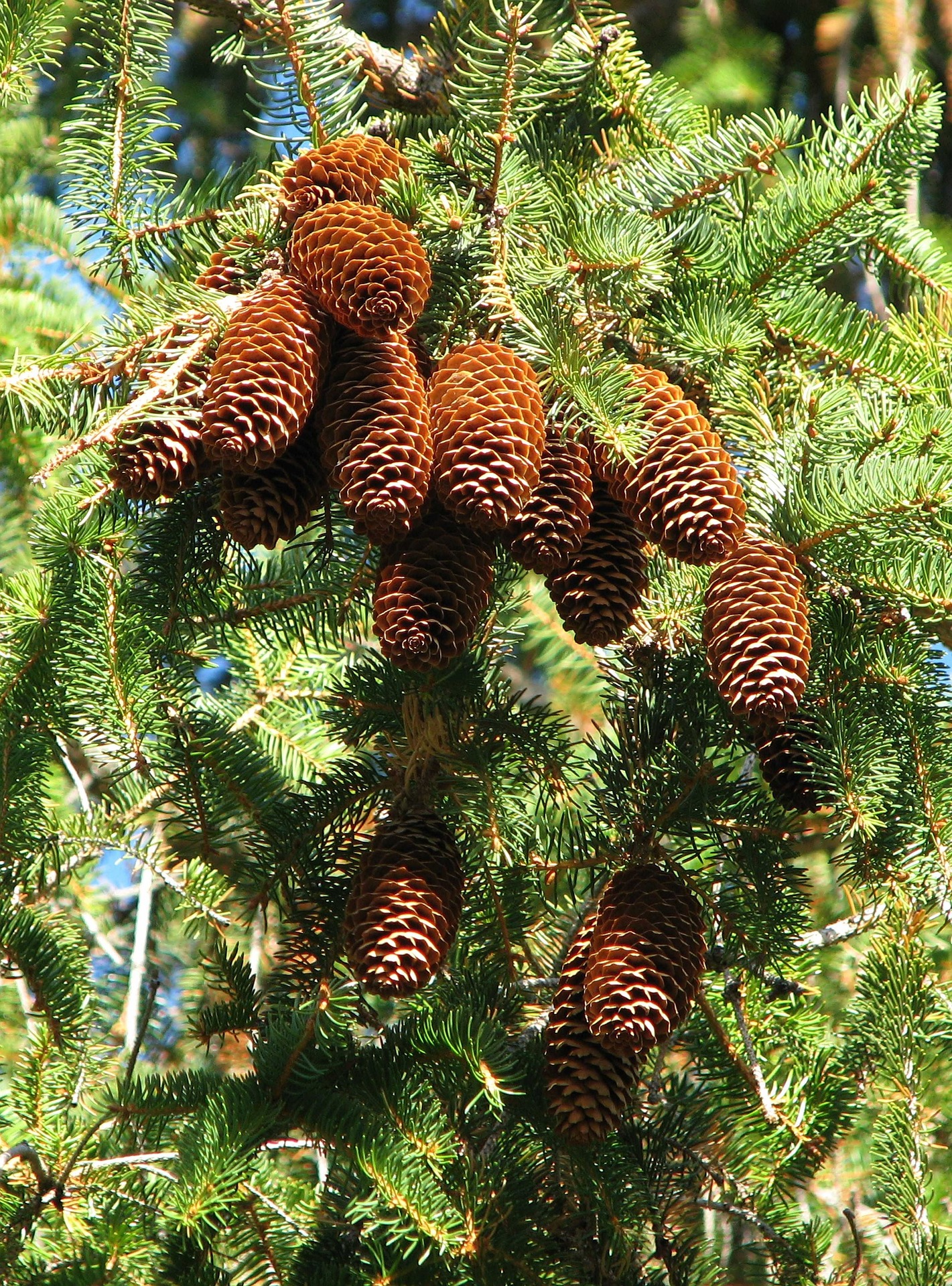 Read more about the article Norway Spruce Trees