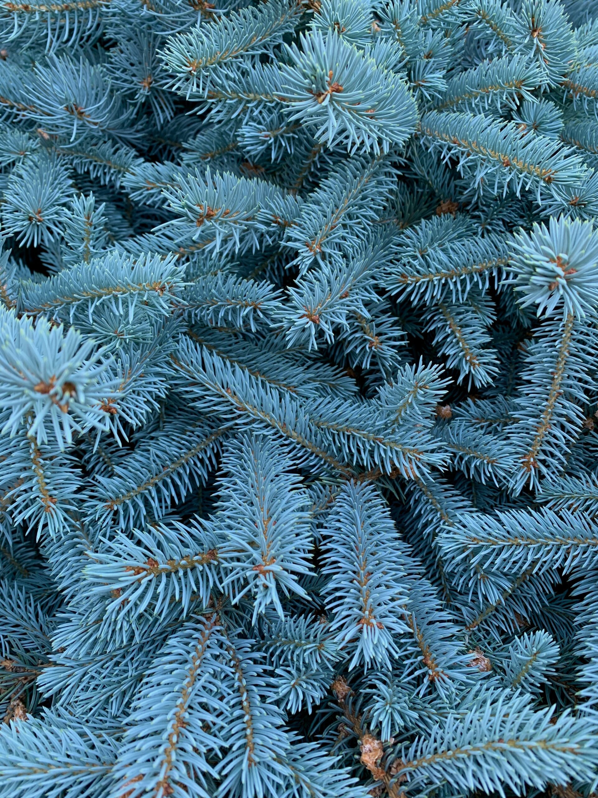 Read more about the article Colorado Blue Spruce Trees